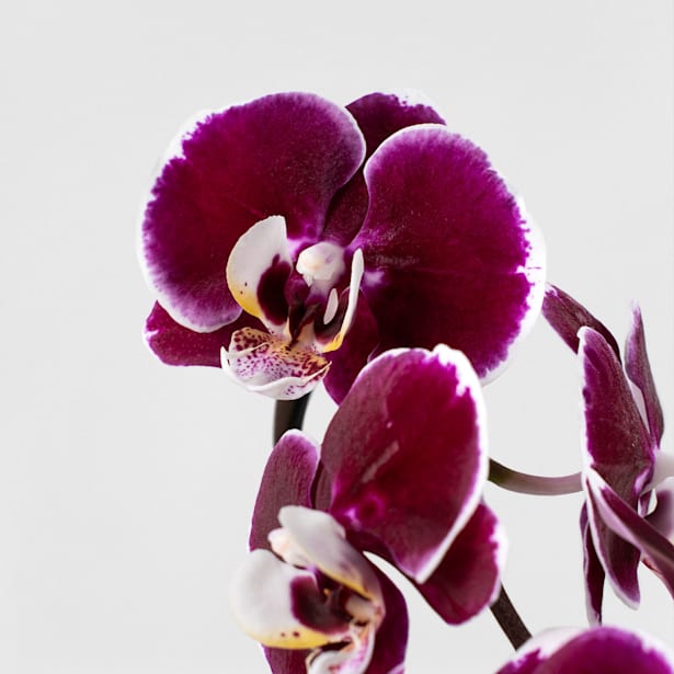 Orquídea Phalaenopsis 'Swan' rojo