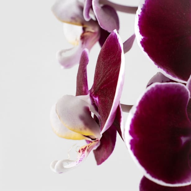 Orquídea Phalaenopsis 'Swan' rojo