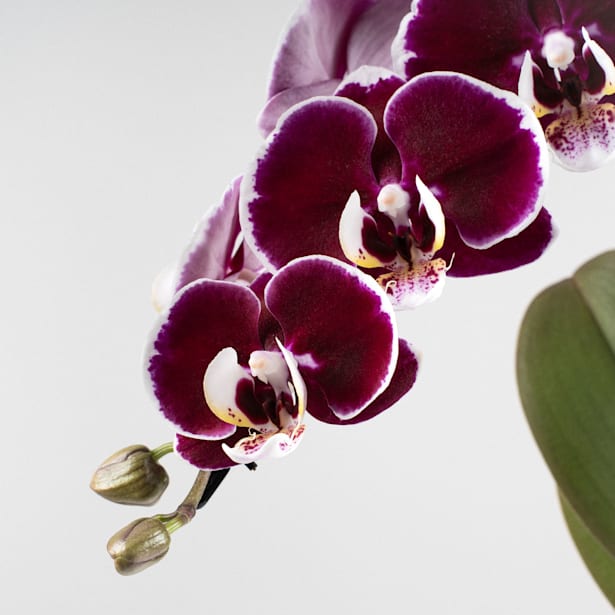 Orquídea Phalaenopsis 'Swan' rojo