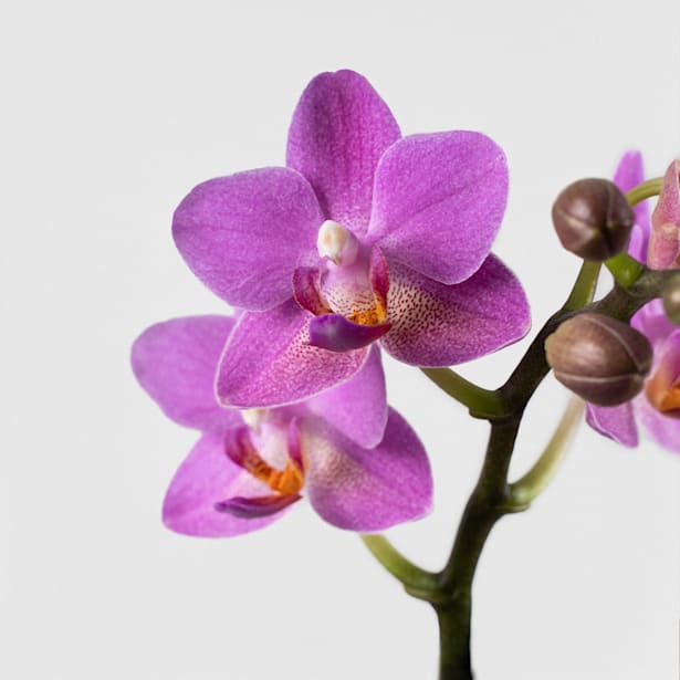 Orquídea Phalaenopsis Multiflora rosa