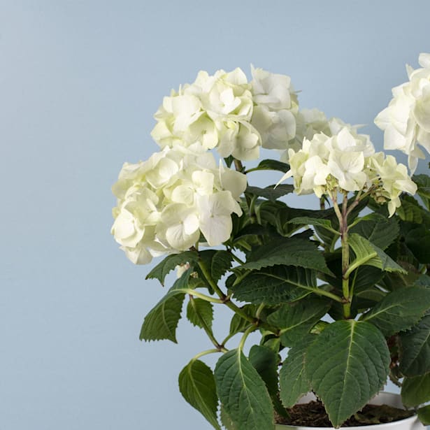 Hortensia de Interior blanca