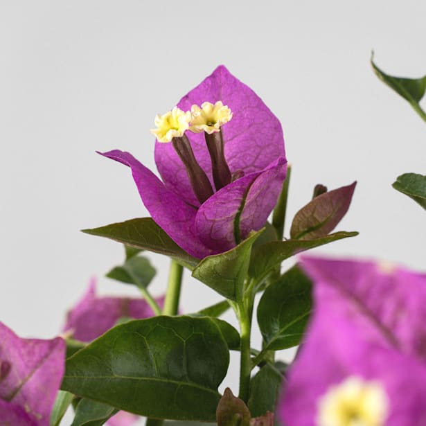 Bougainvillea glabra 'Sanderiana'