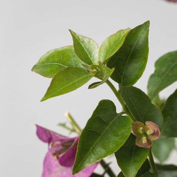 Bougainvillea glabra 'Sanderiana'