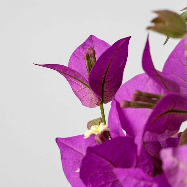 Bougainvillea glabra 'Alexandra' - Copa