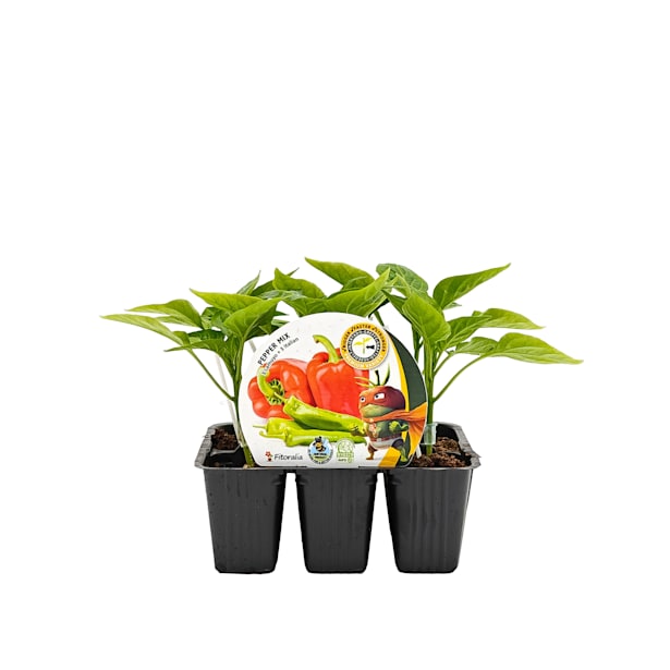 Pimientos Mix - Pack de 6 plantas de huerto