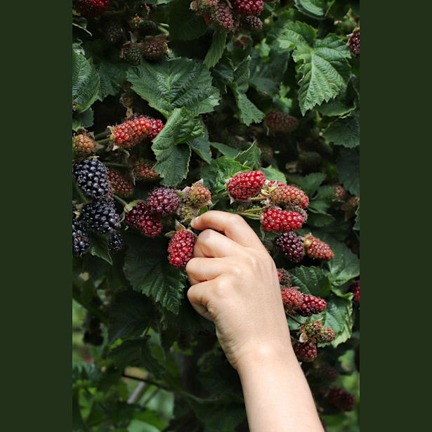 Zarzamora sin espinas (Rubus fruticosus) 'Thornless Evergreen'