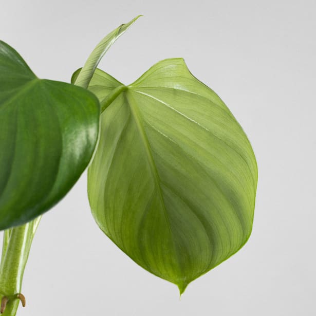 Philodendron henri-pittieri