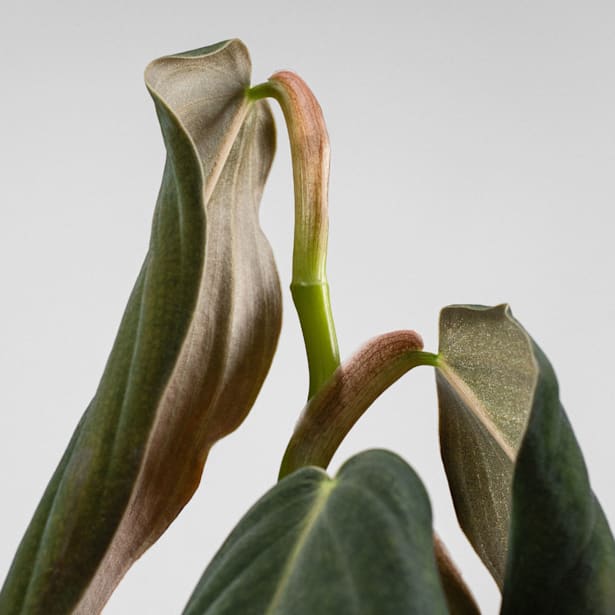 Philodendron gigas