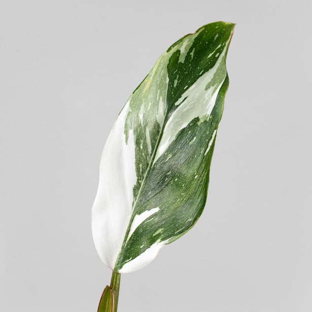 Philodendron erubescens 'White Princess'