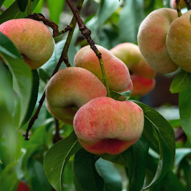 Melocotonero Paraguayo Blanco (Prunus Persica)