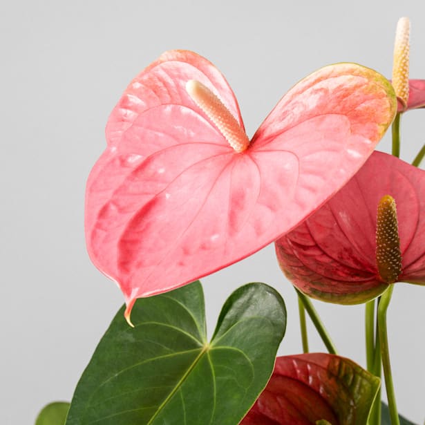 Anthurium 'Colorado'