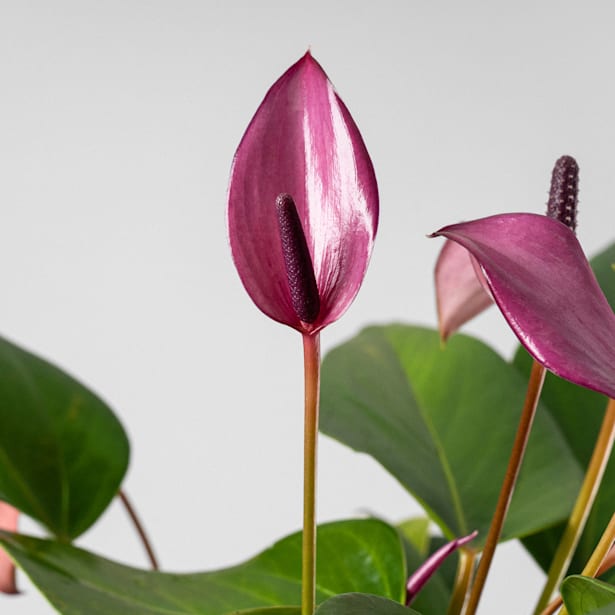 Anthurium 'Zizou''