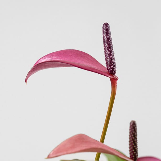 Anthurium 'Zizou''