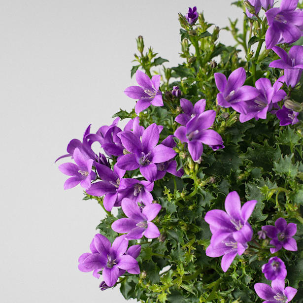 Campanula portenschlagiana