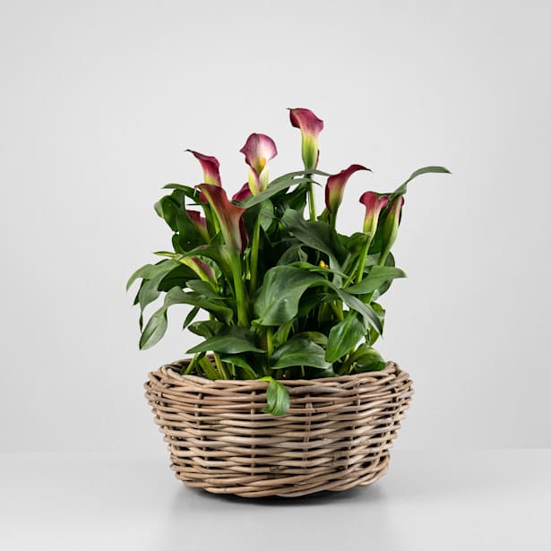 Zantedeschia 'Zazu' - Cala rosa