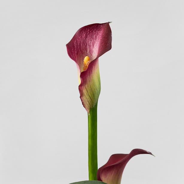 Zantedeschia 'Zazu' - Cala rosa