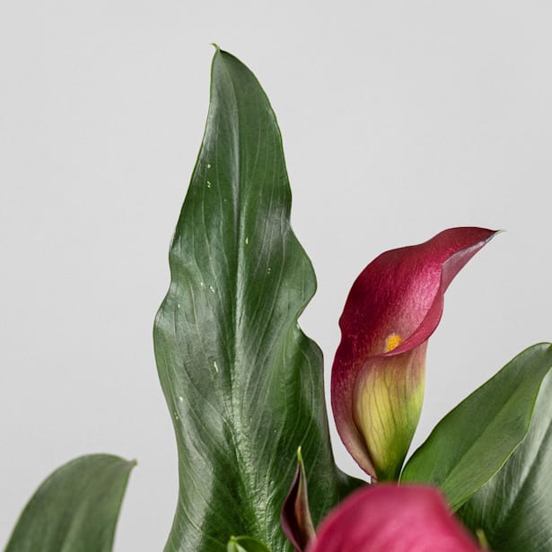 Zantedeschia 'Zazu' - Cala rosa