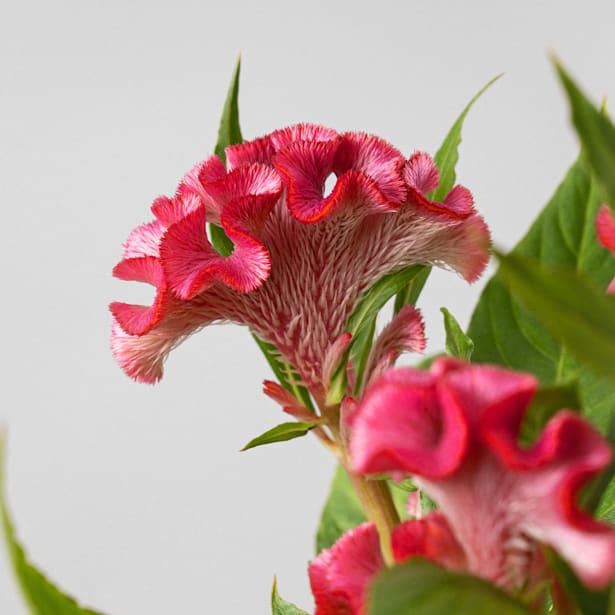 Celosia cristata (Cresta de gallo)