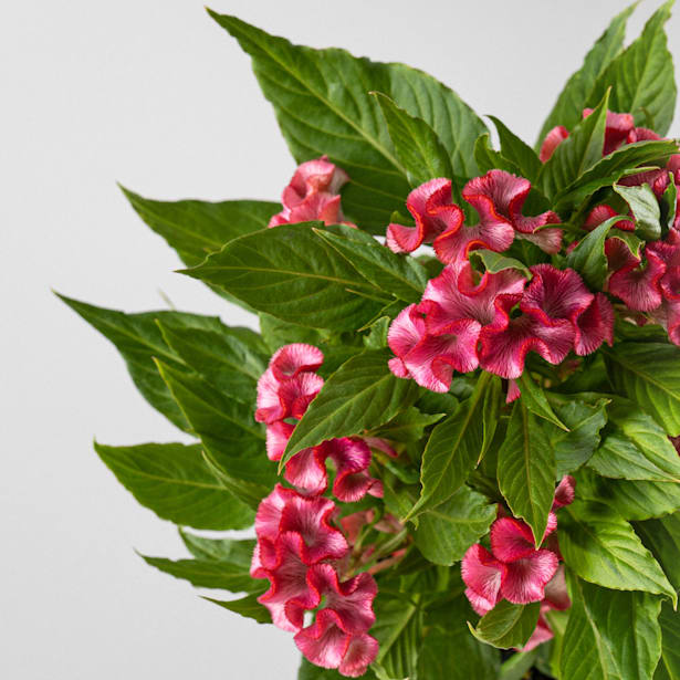 Celosia cristata (Cresta de gallo)