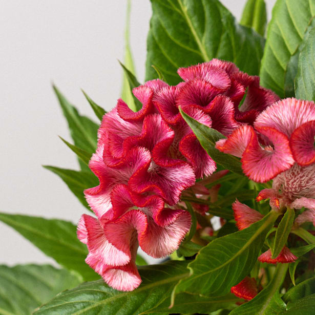 Celosia cristata (Cresta de gallo)