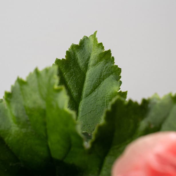 Begonia elatior salmón 'Borias'