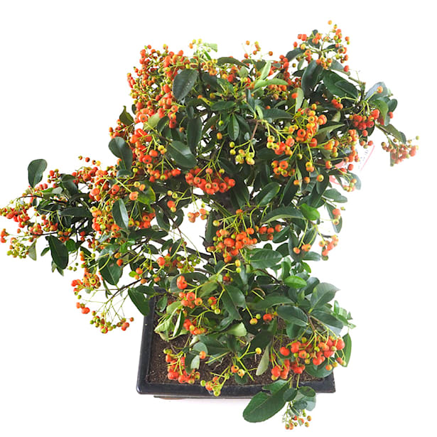 Bonsai Espino de fuego (Pyracantha)