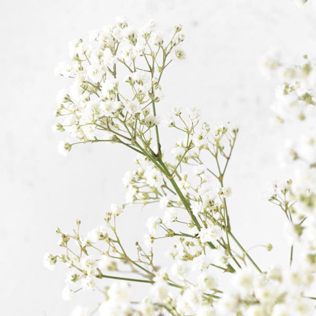 Ramillete de Paniculata blanca.