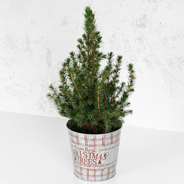 1 pack de Mini Árbol de Navidad + Maceta + Luces