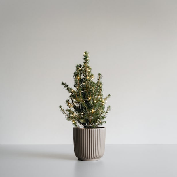 1 pack de Mini Árbol de Navidad + Maceta + Luces