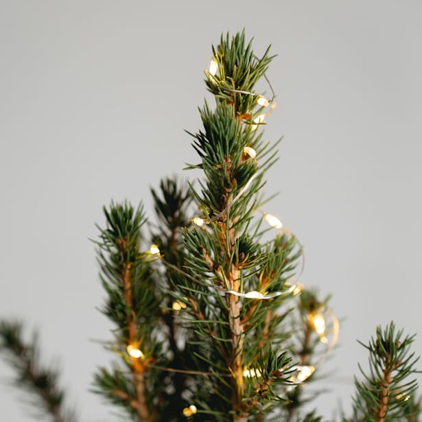 1 pack de Mini Árbol de Navidad + Maceta + Luces