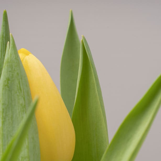 Ramillete de Tulipanes Amarillos