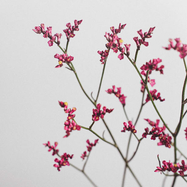 Ramillete de Limonium rosa