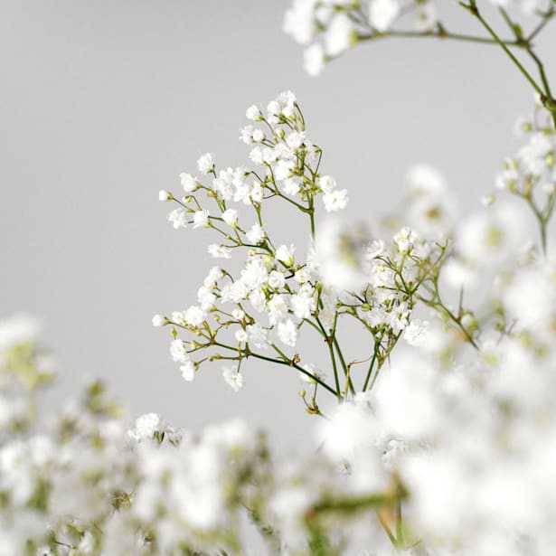 Ramillete de Paniculata blanca