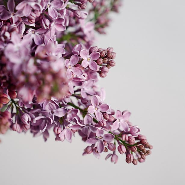 Bouquet Aire de Lilas