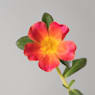 Portulaca