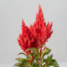 Celosia argentea plumosa