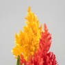 Celosia argentea plumosa