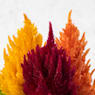 Celosia argentea plumosa