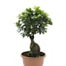 Bonsai Ficus Gingeng (Ficus microcarpa 'Ginseng')