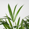 Areca Mini