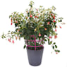 Fuchsia hybrida (Pendientes de la reina)