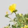 Flor de seda o portulaca umbraticola (verdolaga)