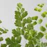 Helecho Adiantum raddianum 'Fragans'