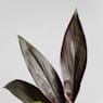 Cordyline (varias especies)