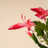 Cactus de navidad (Schlumbergera)