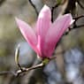 Magnolia caduca (colores variados)