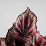 Begonia rex