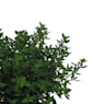 Tomillo compacto (thymus vulgaris "compactus") - Planta aromática
