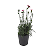 Clavel - Dianthus caryophyllus 'Mondriaan'