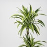 Dracaena fragrans 'Lemon Lime'